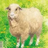 Puzzle Cadre - Mouton