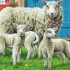 Puzzle Cadre - Moutons