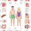 Puzzle Cadre - Nuestro Cuerpo (en Espagnol)