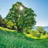 Érable Sycomore au Soleil - Saint-Gall, Suisse