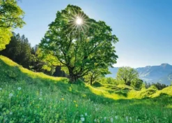Érable Sycomore au Soleil - Saint-Gall, Suisse
