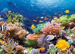 Récif de Corail