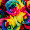 Roses Multicolores