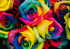 Roses Multicolores