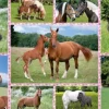 Rêves de Cheval