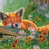 Rêves de Renard