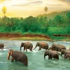 Save our Planet Collection - Forêt Tropicale