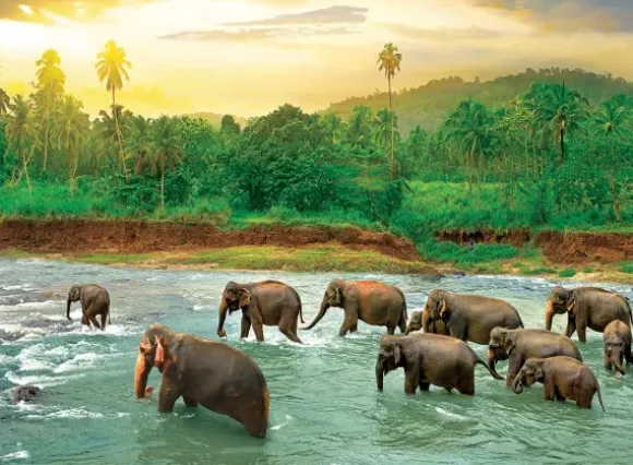 Save our Planet Collection - Forêt Tropicale