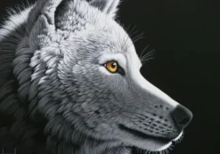 Schimmel William - Schim Schimmel - Wolf Light