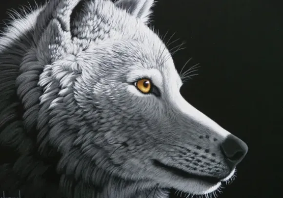 Schimmel William - Schim Schimmel - Wolf Light