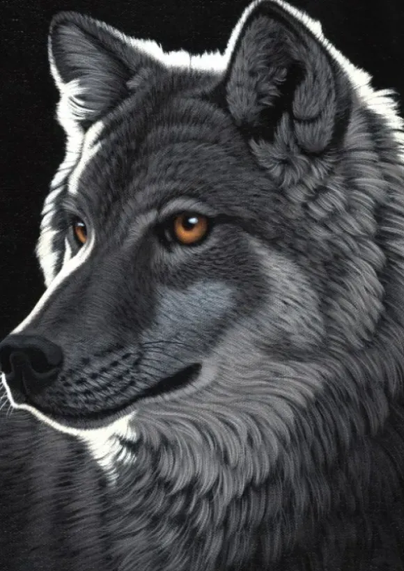 Schimmel William - Schim Schimmel - Night Wolf