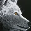 Schimmel William - Schim Schimmel - Wolf Light