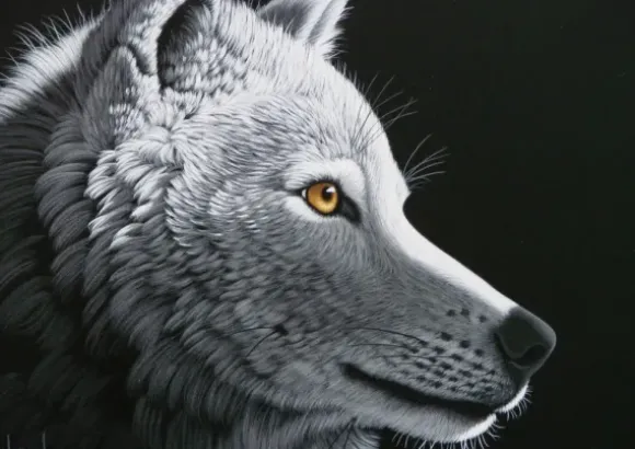 Schimmel William - Schim Schimmel - Wolf Light