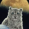 Schimmel William - Schim Schimmel - Moon Leopard