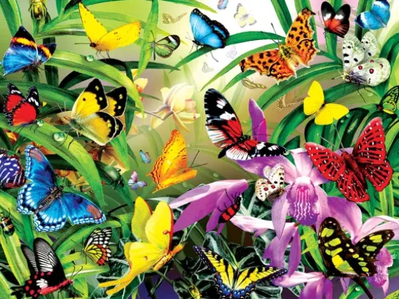 Schory Lori - Lori Schory - Tropical Butterflies