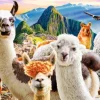 Selfie de Lamas