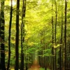 Sous-Bois