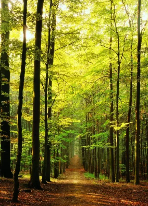 Sous-Bois