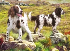Spaniel on Moor