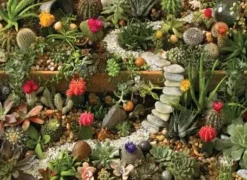 Succulent Garden