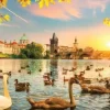 Swans near Charles Bridge