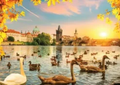 Swans near Charles Bridge