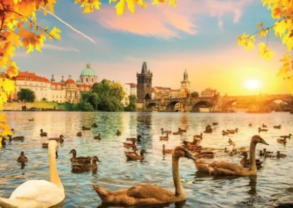 Swans near Charles Bridge