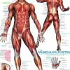 Système musculaire