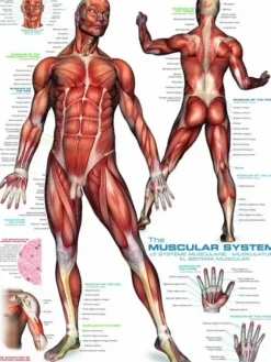 Système musculaire