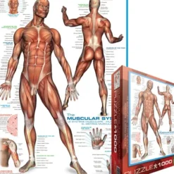 Système musculaire