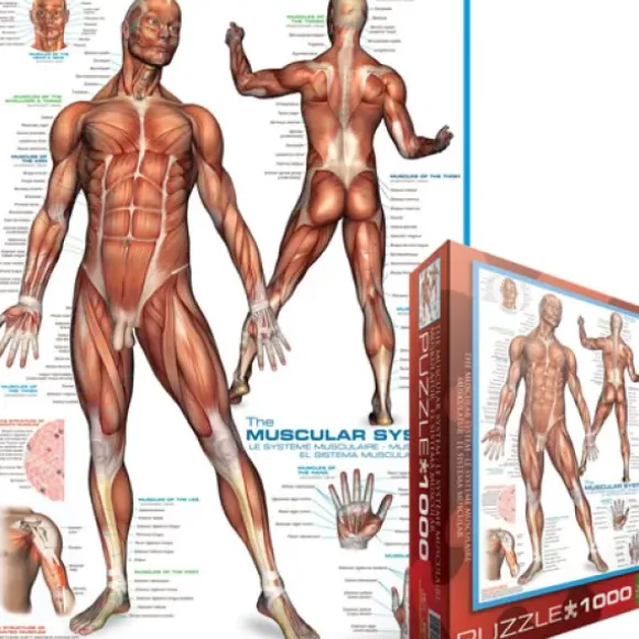 Système musculaire