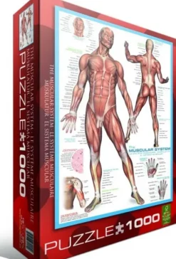 Système musculaire