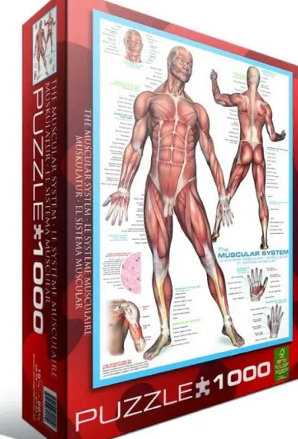 Système musculaire