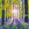 Tapis de Campanules dans les Bois