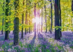 Tapis de Campanules dans les Bois