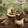 Terrarium Cat