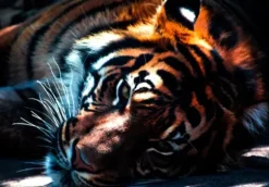 Tigre