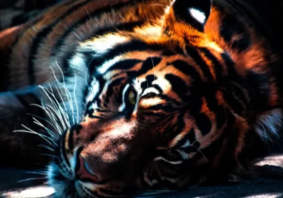 Tigre