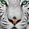Tigre de Sibérie