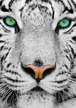 Tigre de Sibérie