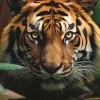 Tigre Sauvage