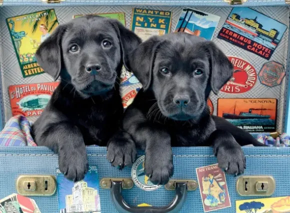 Travel Labs