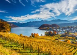Vineyards