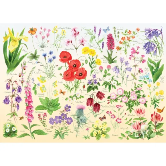 Wildflowers