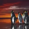 Wim van den Heever - King Penguins