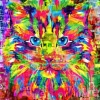 Wonderful Cat